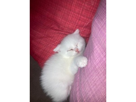 Pofuduk beyaz scottish fold bebekler