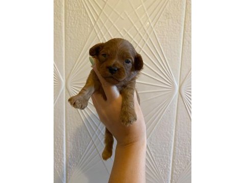 Toy poodle yavrularımız