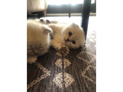 Adı gibi şirin scottish fold