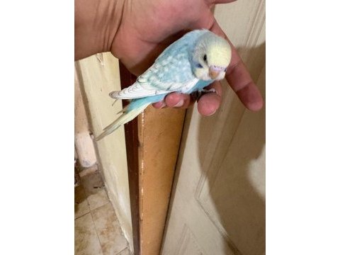 31 günlük oğlan bebek muhabbet kuşumuz