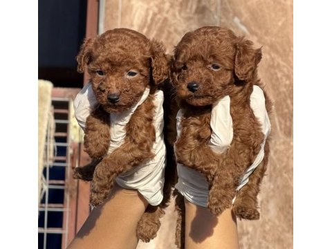 Toypoodle sevimli yavrular ruhsatlı çiftlik 