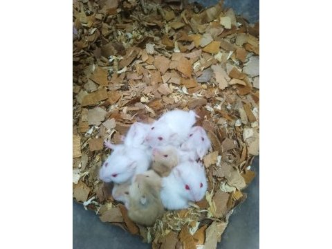 80 civarı toptan gonzales hamster