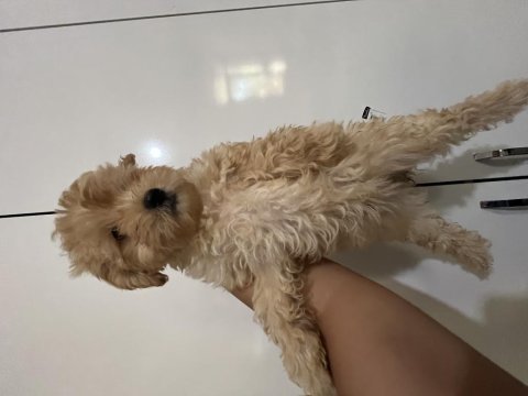 Maltipoo dişi erkek bebekler