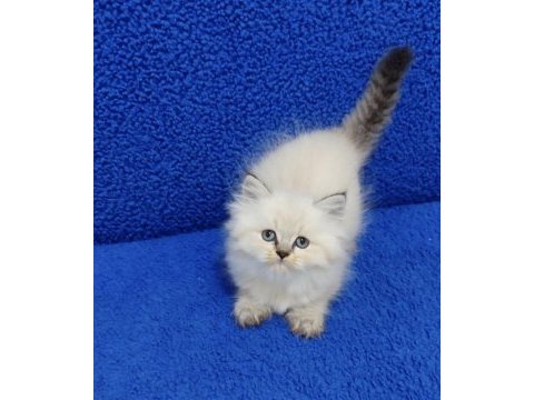 Longhair teslime hazır yavru mavi boncuk