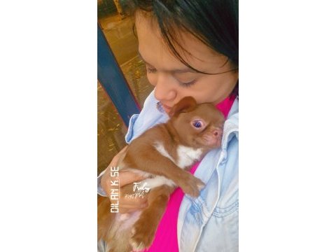 Şivava yavru köpek