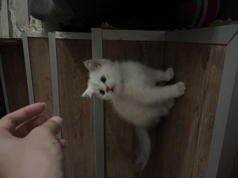 Erkek british shorthair açıklamayı okuyunuz