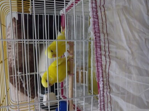 Takım albino kırmızı göz muhabbet kuşu
