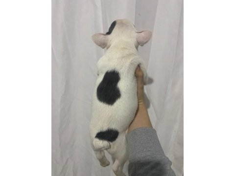 Sağlık garantili french bulldog yavrular