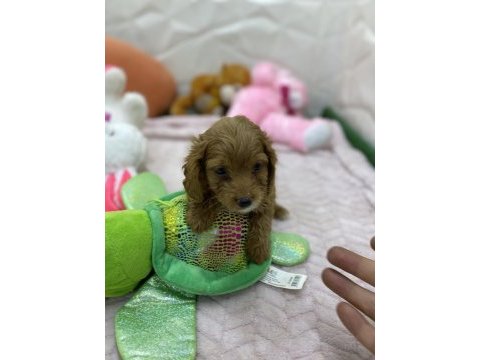 Erkek dişi maltipoo yavrular