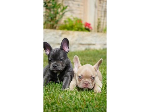 French bulldog yavruları çiftlikten 