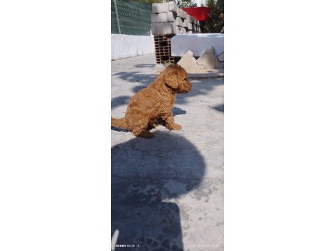 Red poodle köpekler