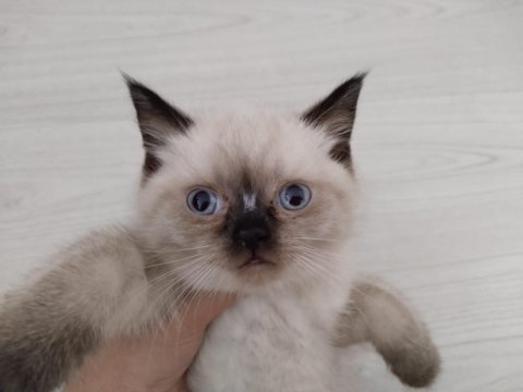 Brıtısh blue poınt 2 aylık yuva arıyoruz