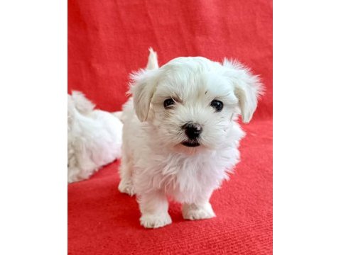 Maltese yavruları