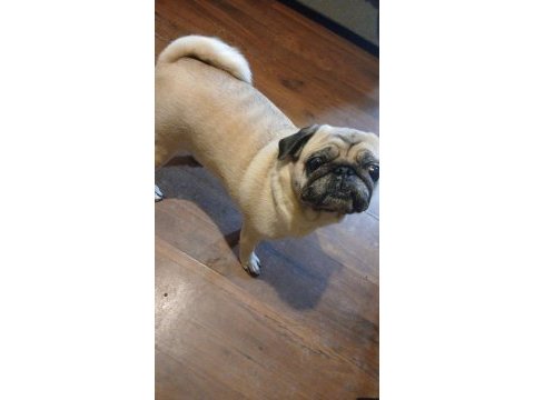 Pug kızımıza eş arıyoruz (detaylar içeride)