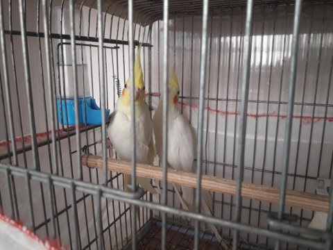 Çift ve yavru sultan papağanı
