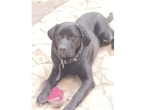 Tüm aşıları tam köpeğimiz çipi kimliği pasaportu var