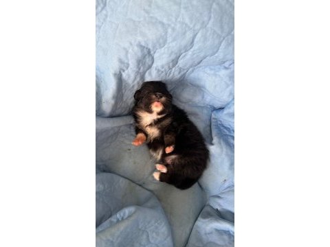 Yeni doğmuş pomeranian spitz sahiplendirme