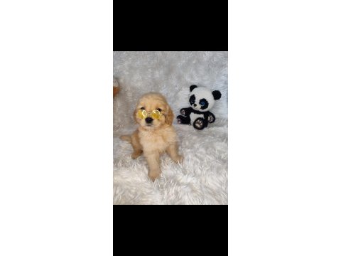 Golden retriever baby face küt burun