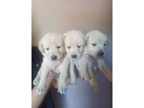 Golden yavruları ücretsiz değildir