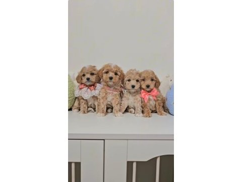 Eşsiz maltipoo sevimli yavrular