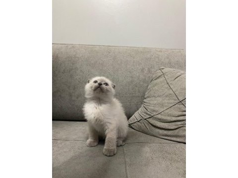 A kalite british shorthair yavrular