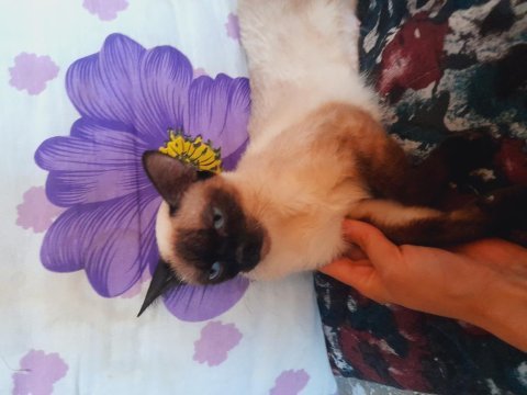 Dişi safkan siyam kedimiz