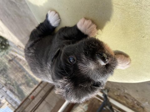 2 numara terrierler çok uygun fiyat