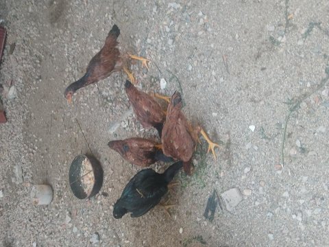 5 adet 4 aylık 4 ferik 1 horoz