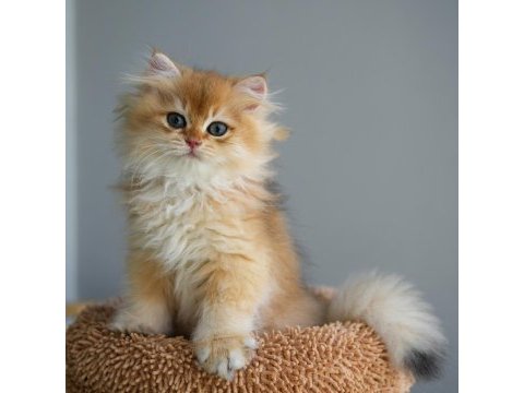 British longhair şecereli aşılı erkekler