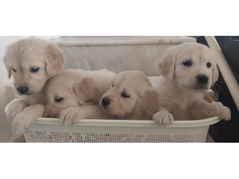 Sağlıklı golden retriever yavrular