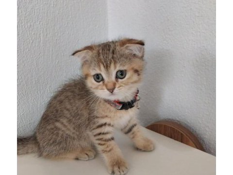 Golden scottish fold safkan yavrularım