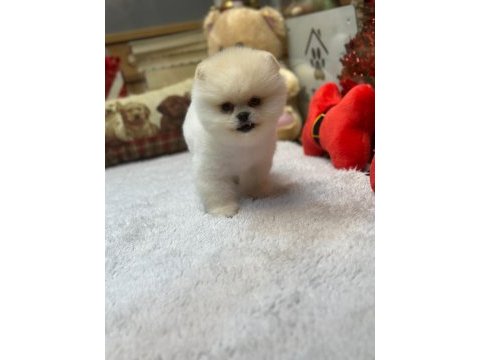 Irk ve sağlık garantili pomeranian yavrularımız