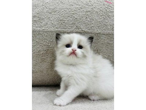 Ragdoll yavru kediler