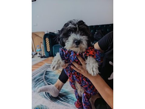 Maltese terrier erkek