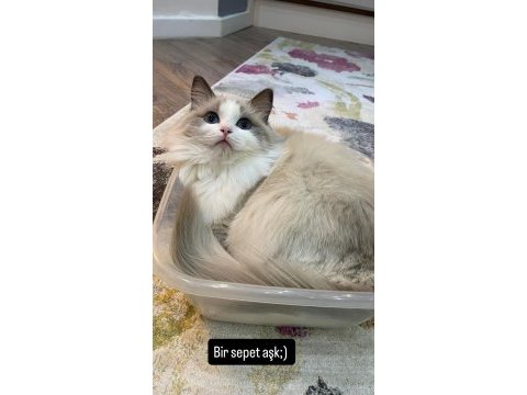 Safkan ragdoll dişi kedime bicolor ragdoll eş arıyorum