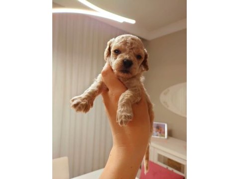 Dünya tatlısı toy poodle bebek