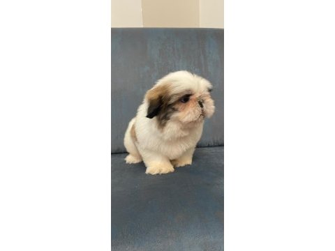 Muhteşem erkek shih tzu yavru