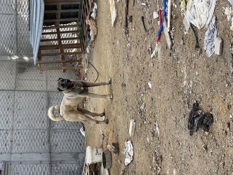 20 aylık safkan özel bakımlı kangal tüm aşıları tamdır