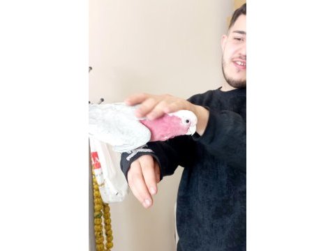 Evcil gül kakadu papağanı