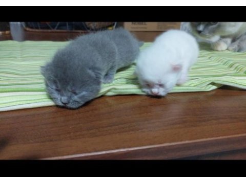 3 haftalık yavru british longhair