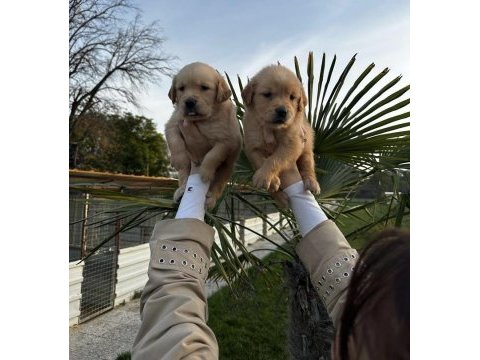 Çok şeker golden retriever yavrular