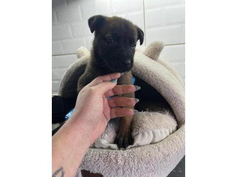Küçük ve hırslı belçika kurdu (malinois) yavruları