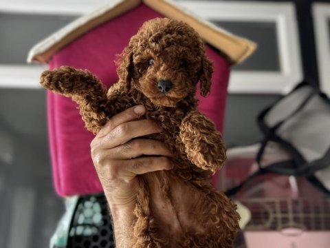 Petmode köpek çiftliğinde ziyarete açık toy poodle