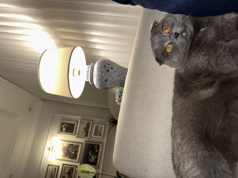 Satılık scottish fold