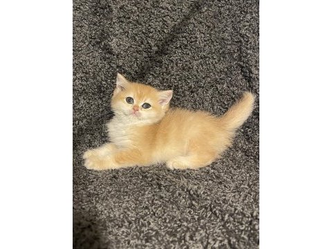 Anne baba şecereli golden ny12 safkan british shorthair