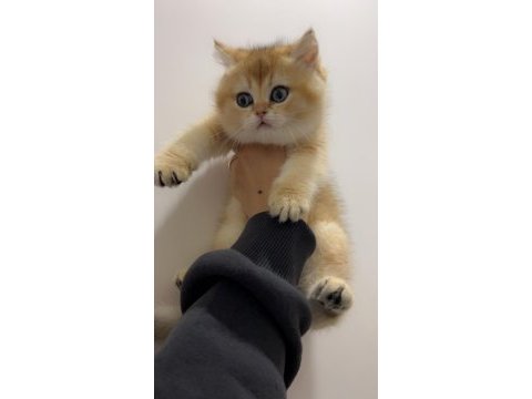 British shorthair ny11 golden dişi erkek