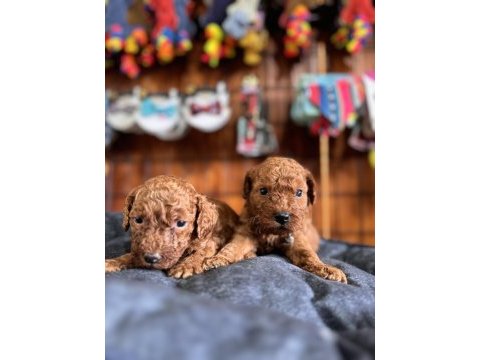 Muhteşem toy poodle bebekler