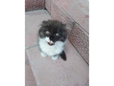 Yavru scottish fold kedisi