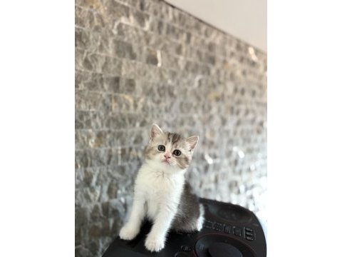 Bebek yüz brıtısh shorthair yavrular