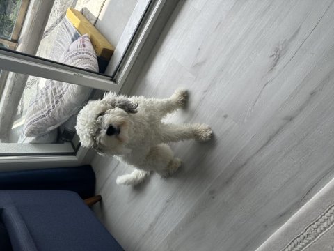 Ücretsiz orjinal terrier maltese